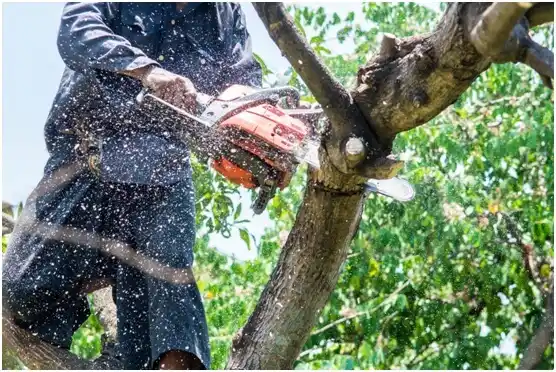 tree services Muskogee